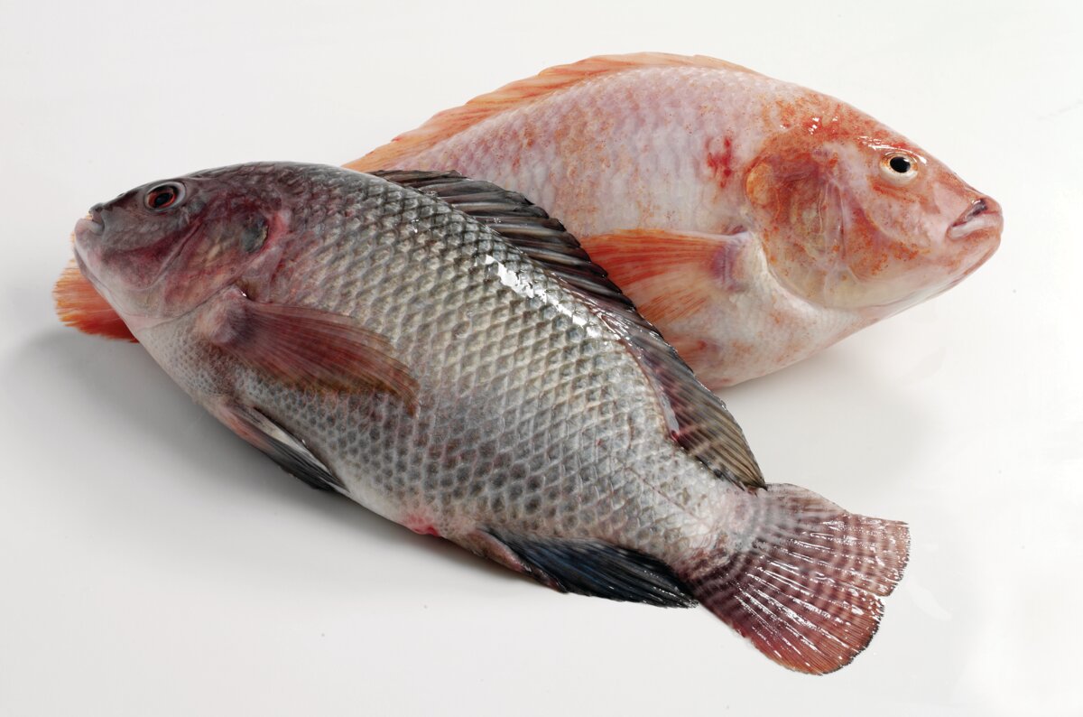 Tilapia